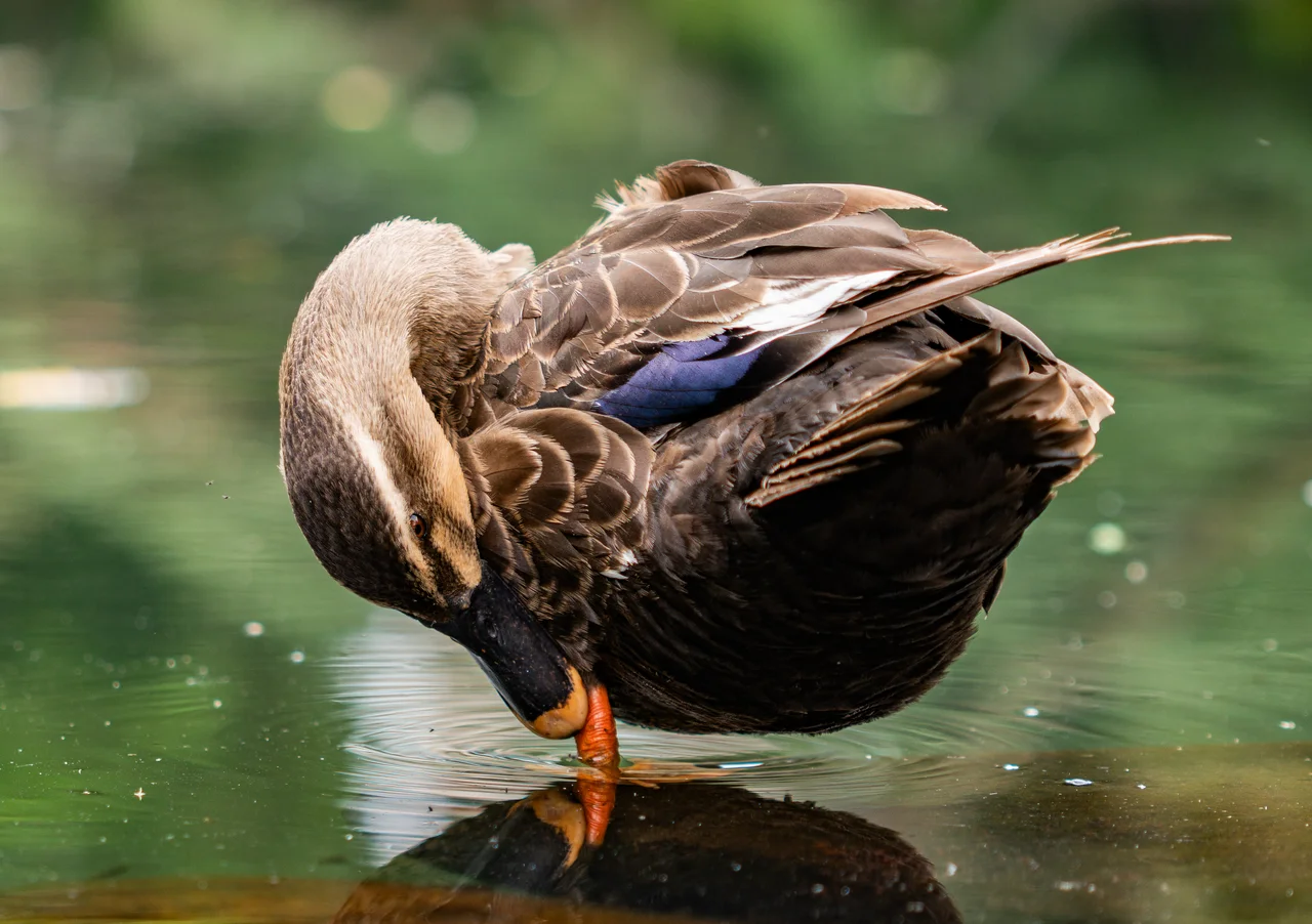 Gros plan d'un canard qui lisse ses plumes au bord de l'eau, sur un fond vert flou.